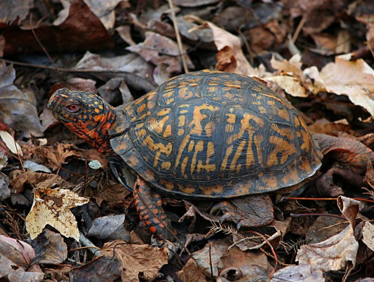 Box Turtle Mating Guide: How It Happens?