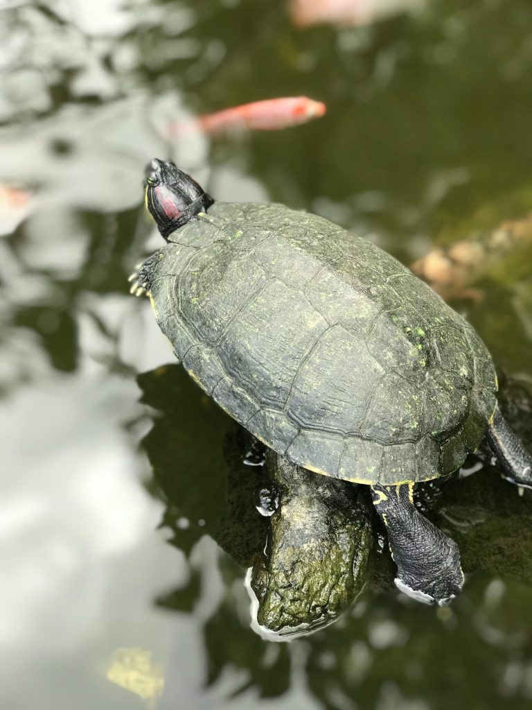 Musk Turtle Size: How Big Do They Get?