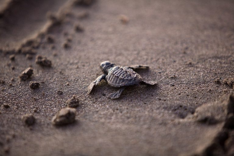 What Do Newborn Turtles Eat?