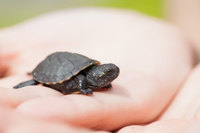 Do Turtles Recognize Their Owners?