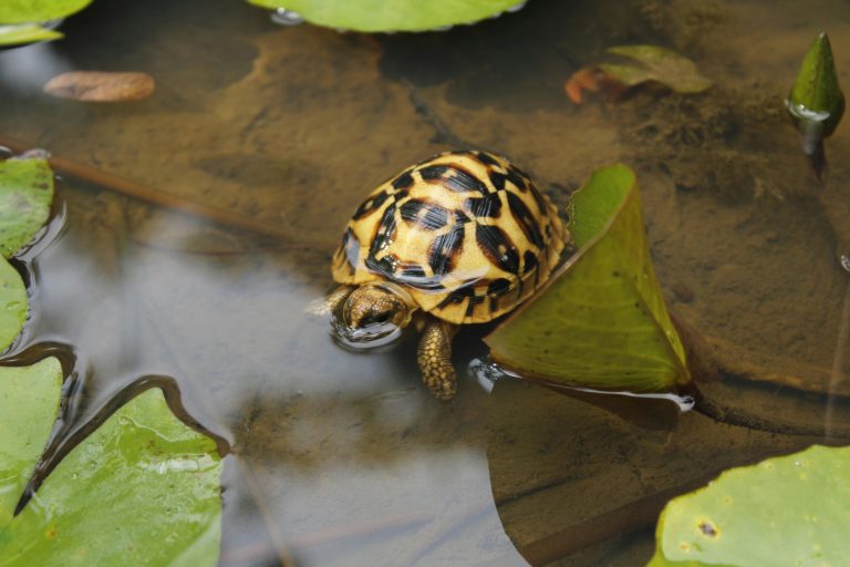 How Deep Should A Turtle Pond Be?