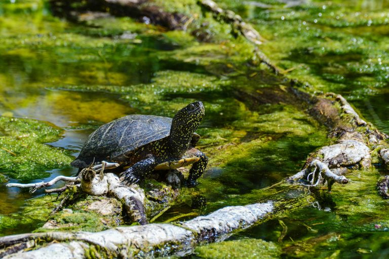 How To Catch A Pond Turtle? [Traps, Baits, Tips]