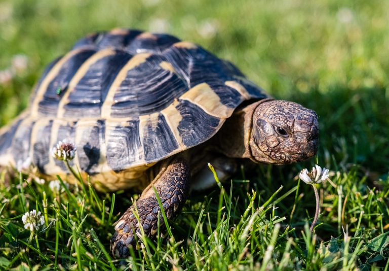 Can Turtles Smell Food?