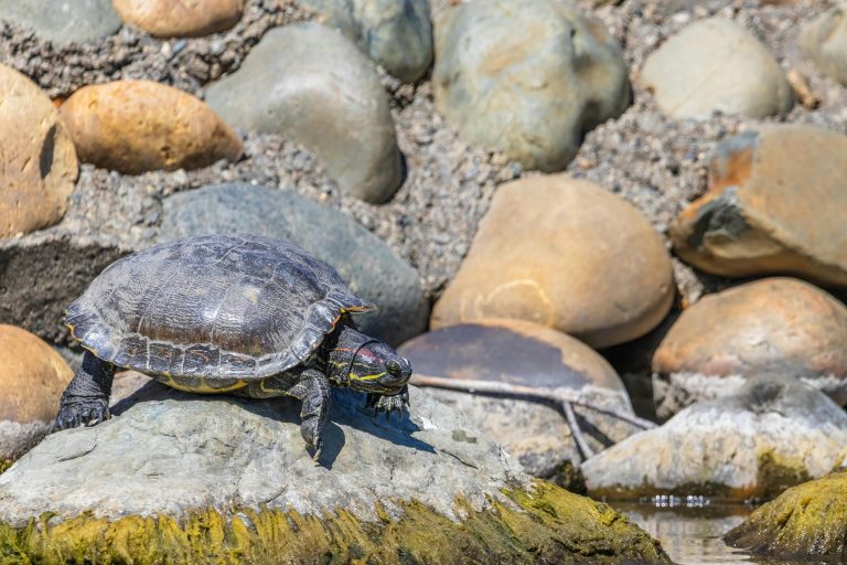 Can Turtles &Amp; Tortoises Eat Spinach?