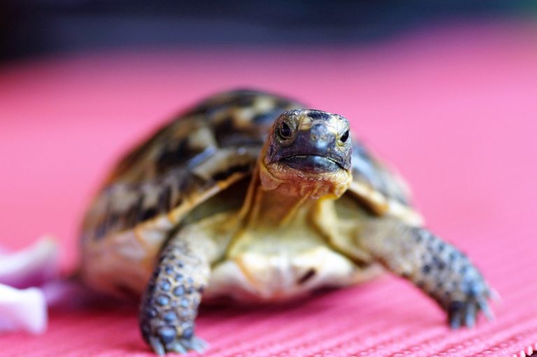 Tortoise Growth Rate: How To Make Them Grow Faster?