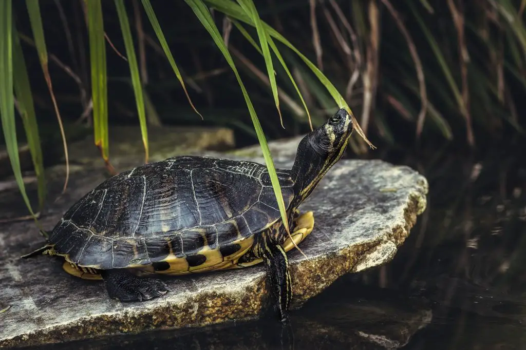 What’s The Best Floating Turtle Dock For Ponds?