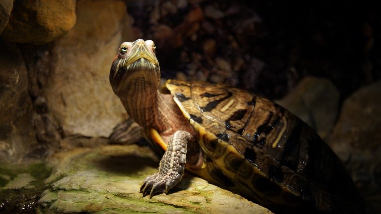 Origin & History Of Turtles: Ancient Myth To Modern Science