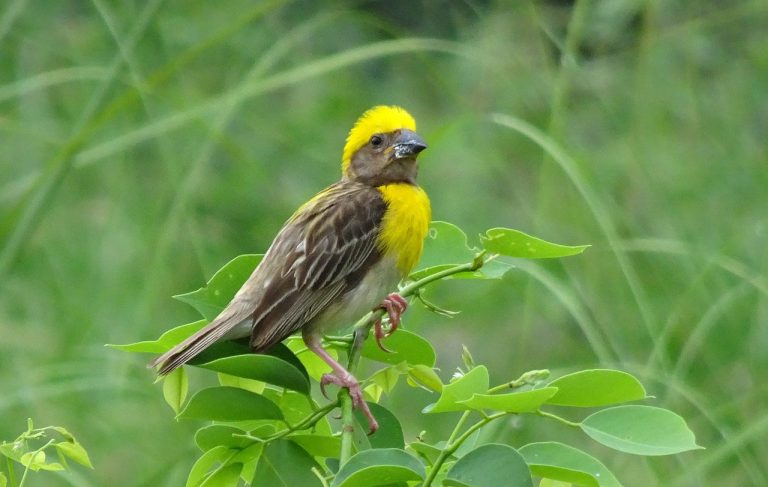 Baya (Ploceus Philippinus)