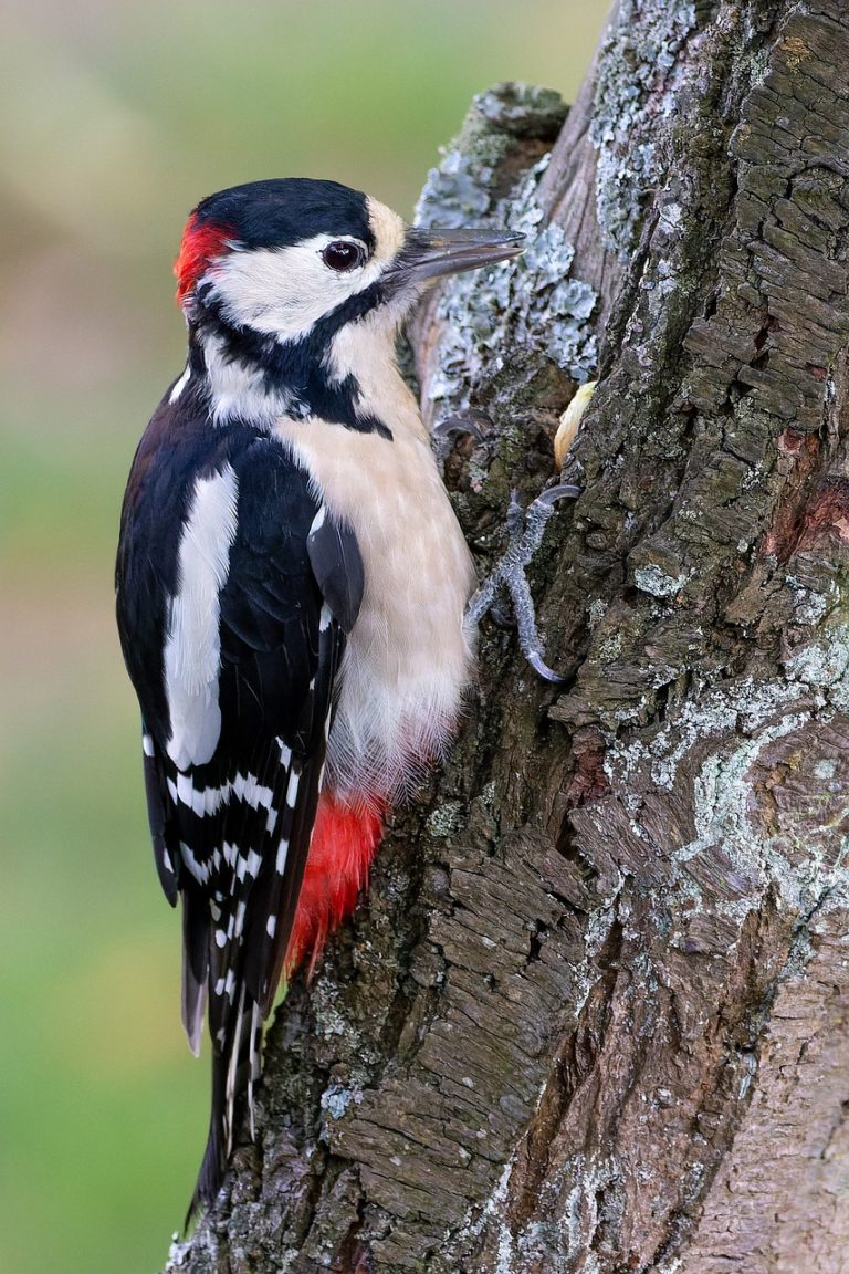 Woodpecker