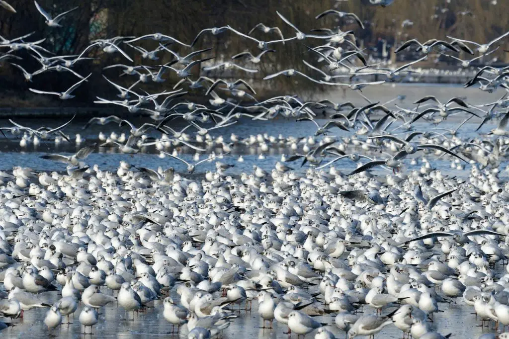 Seagull (Larus argentatus)