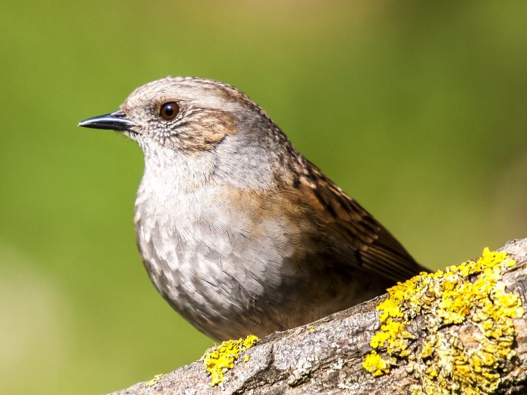 Dunnock(Prunella Modularis)