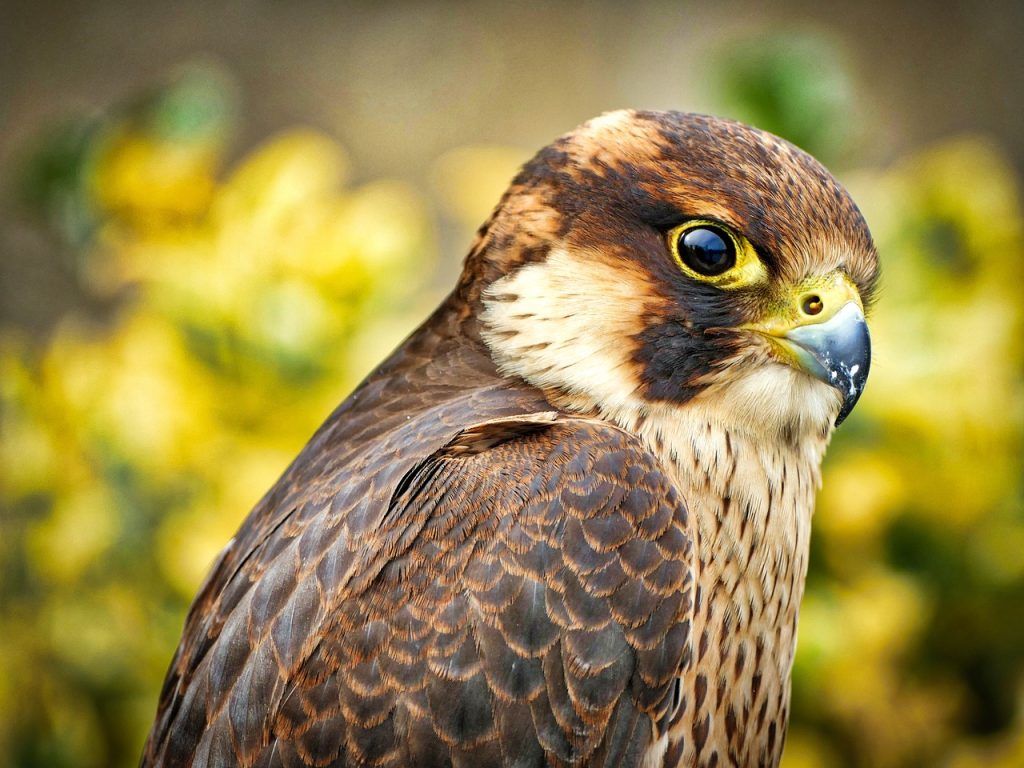 Falcon