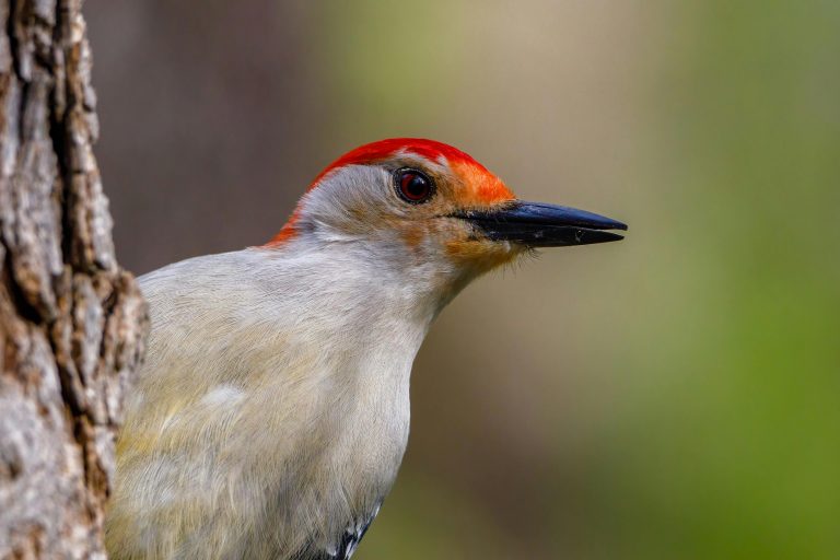 Ivory-Billed Woodpecker