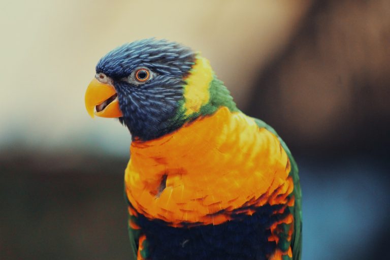 Lorikeet