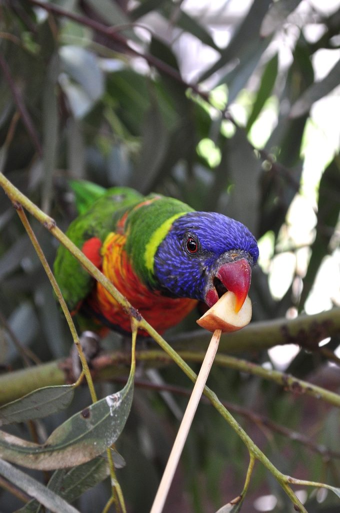 Lorikeet