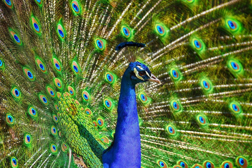 Peacock