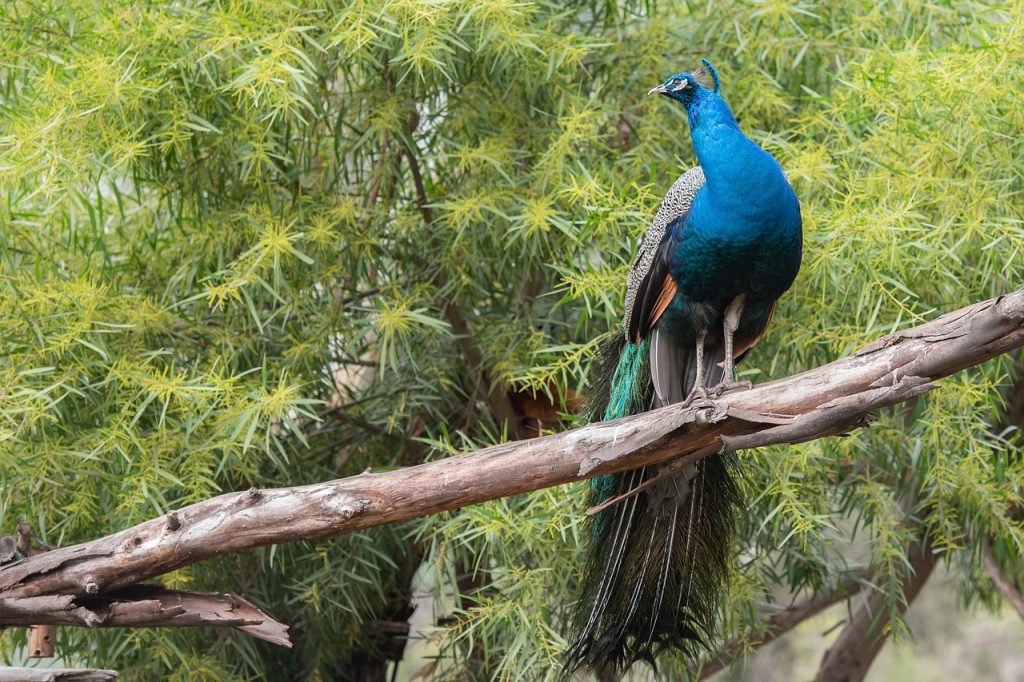 Peacock