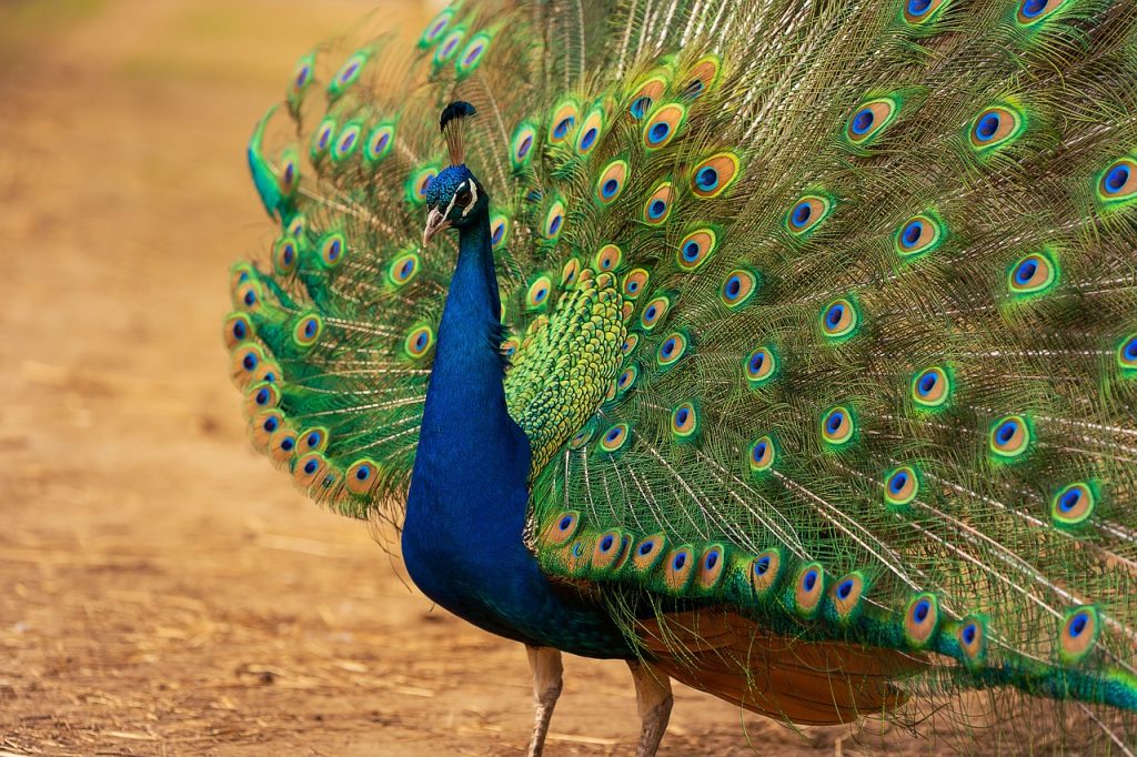 Peacock