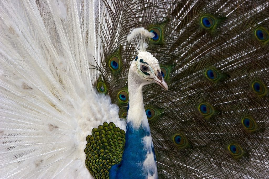 Peacock