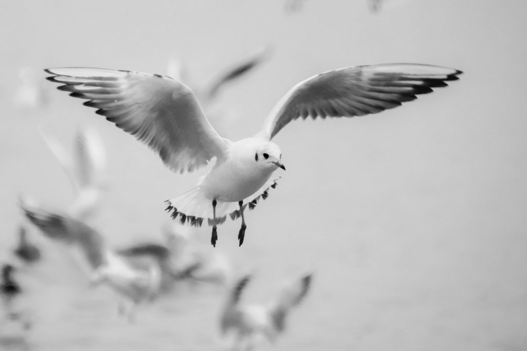 Seagull (Larus argentatus)