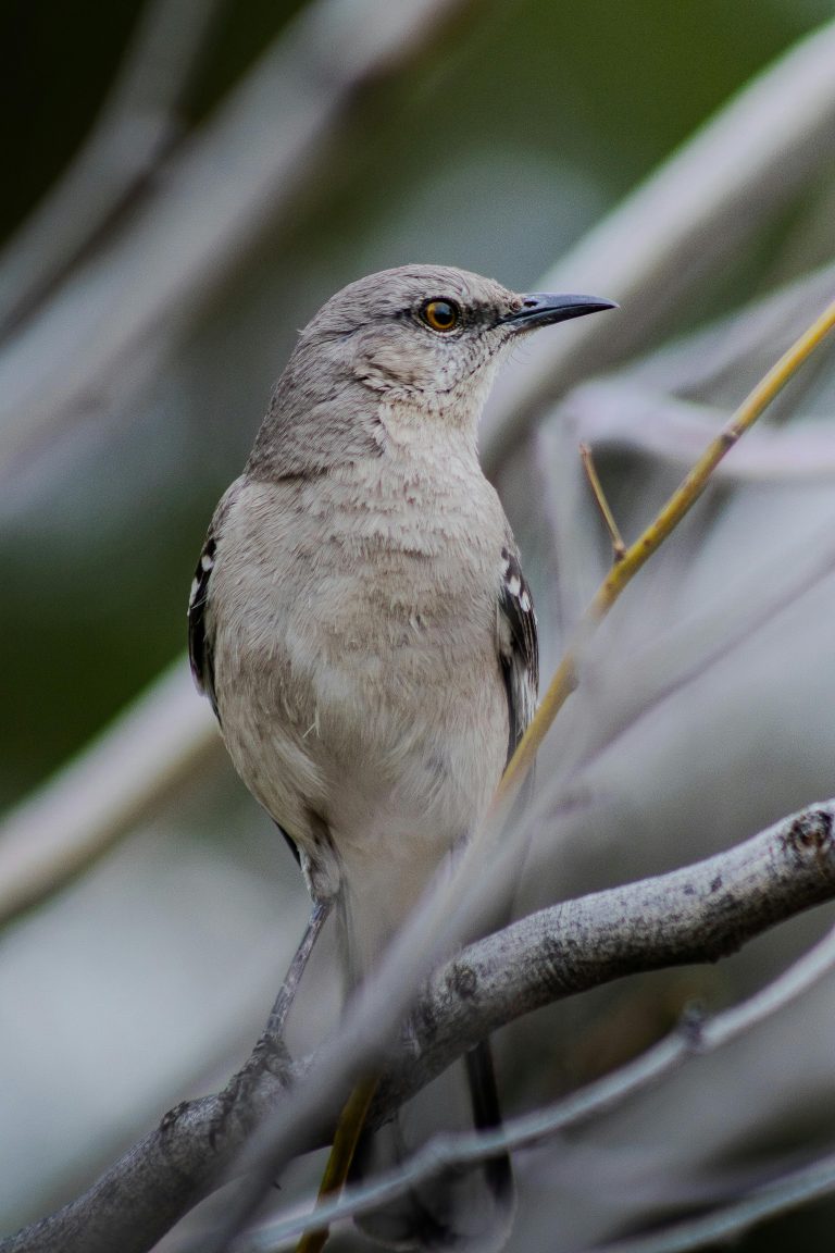 Uguisu (Cettia Diphone)