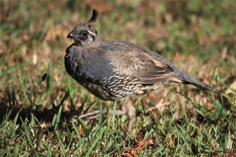 Quail (Coturnix Coturnix)