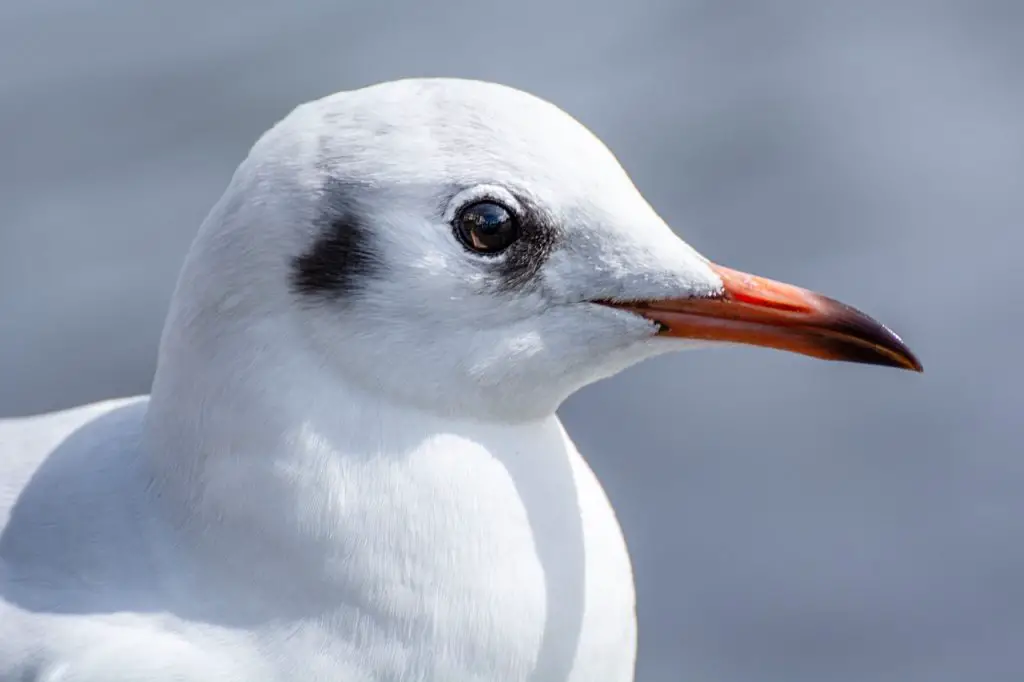 Seagull (Larus argentatus)