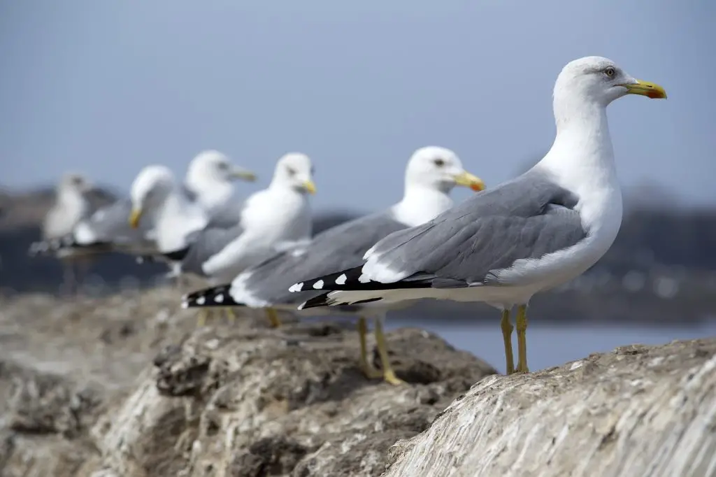 Seagull (Larus argentatus)