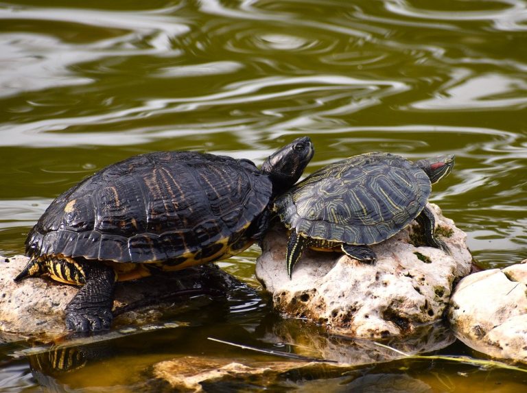 How To Transport A Turtle On An Airplane Safely?