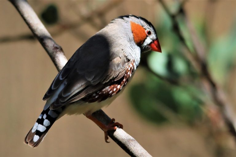 Zebra Finch (Taeniopygia Guttata)