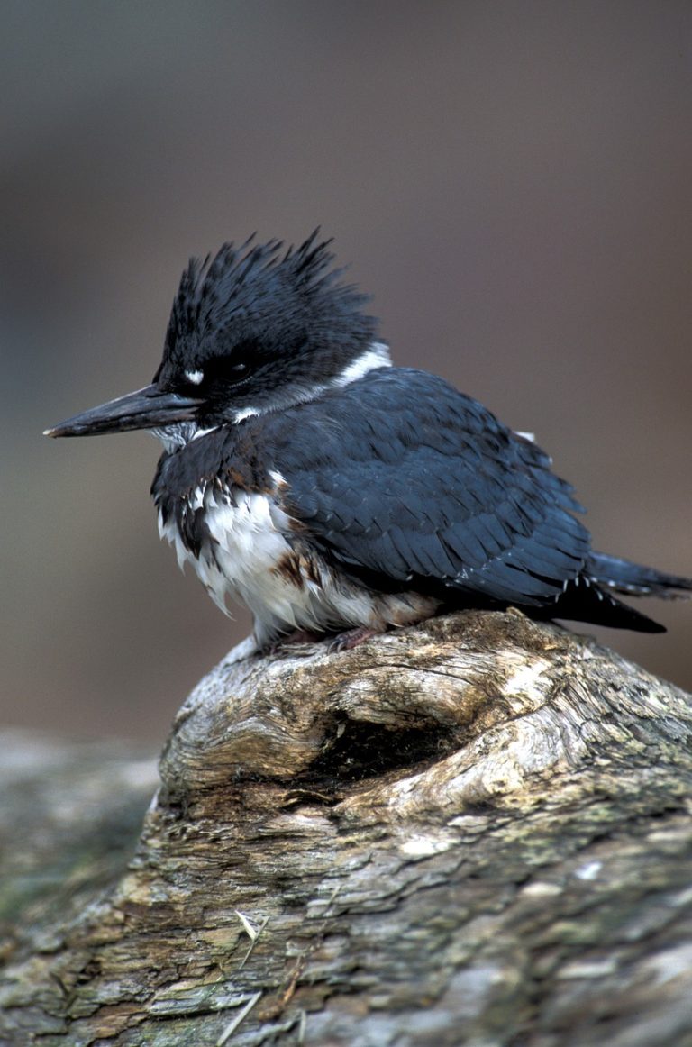 Belted Kingfisher (M. Alcyon)