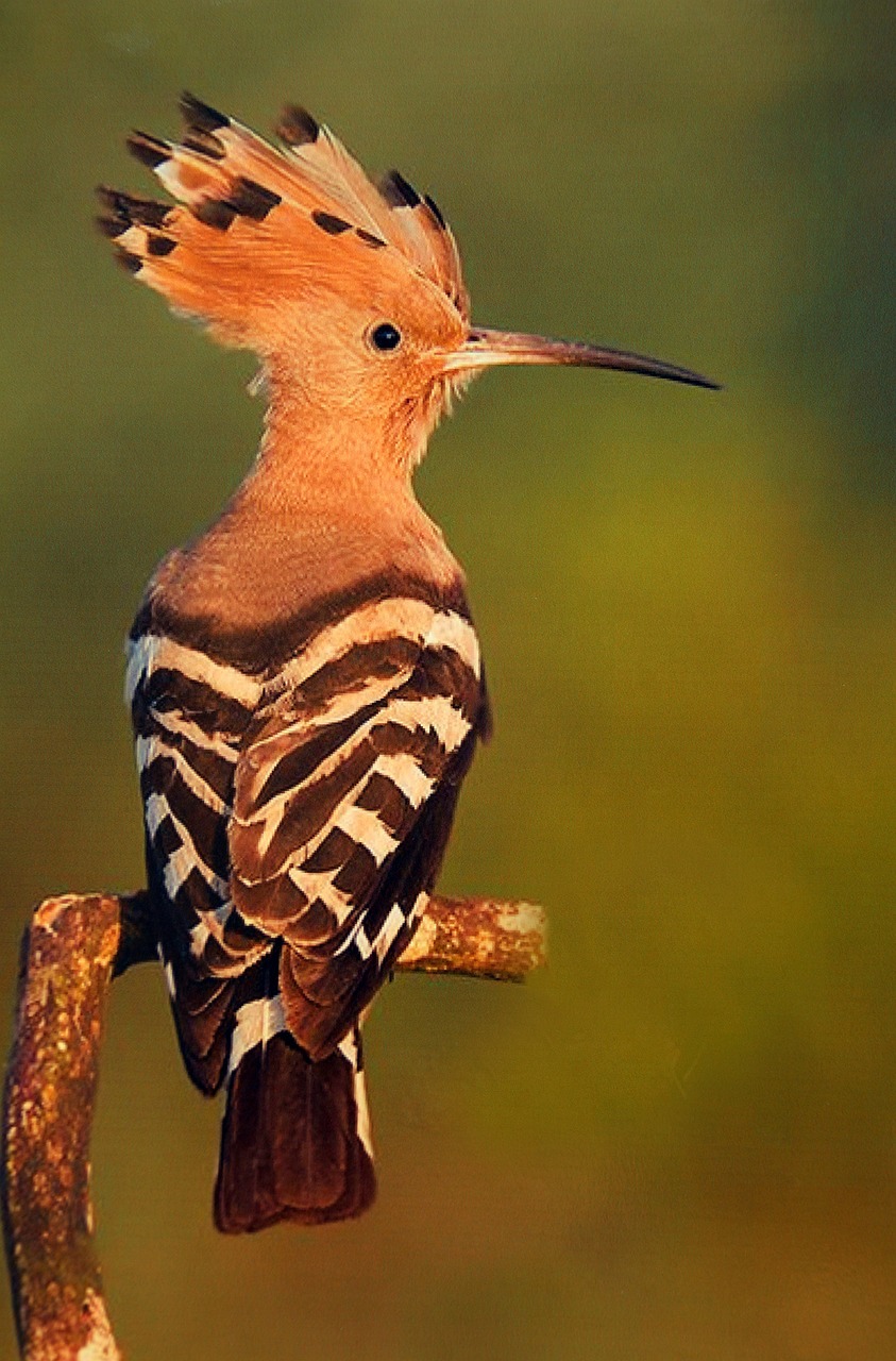 Hoopoe