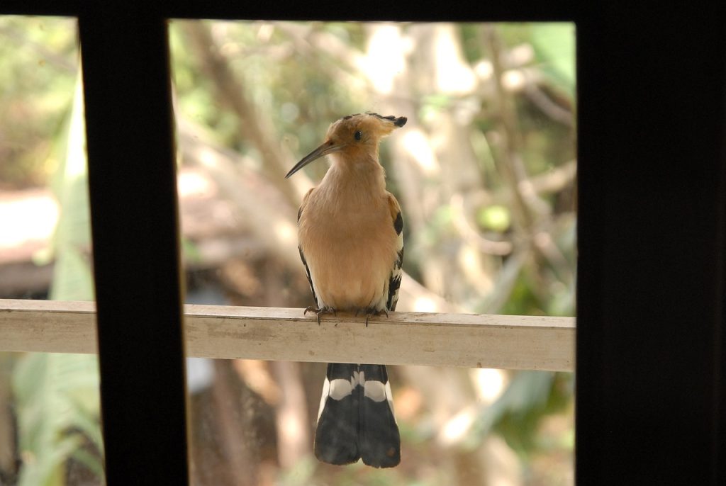 Hoopoe