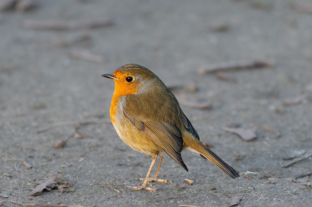 Robin