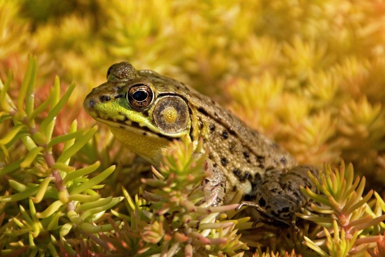 African Bullfrog (Pyxicephalus Adspersus)