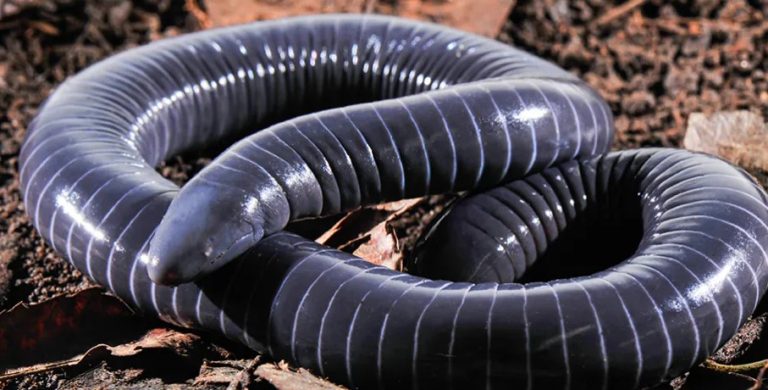 Caecilian (Apoda)