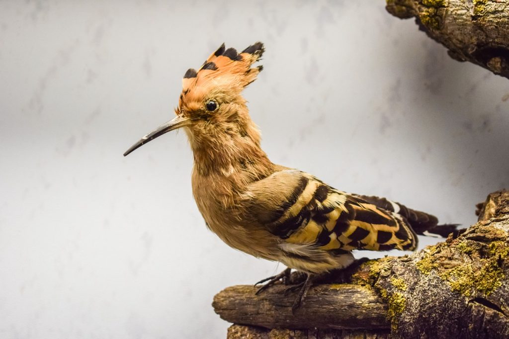 Hoopoe