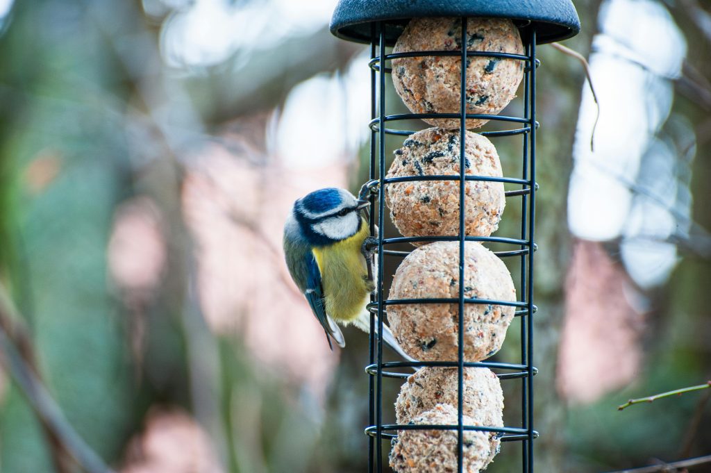 Blue Tit (Cyanistes Caeruleus)