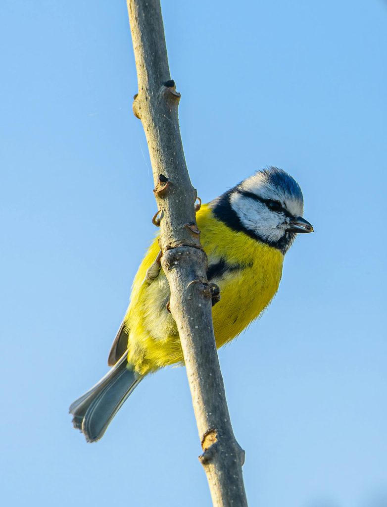 Blue Tit (Cyanistes Caeruleus)