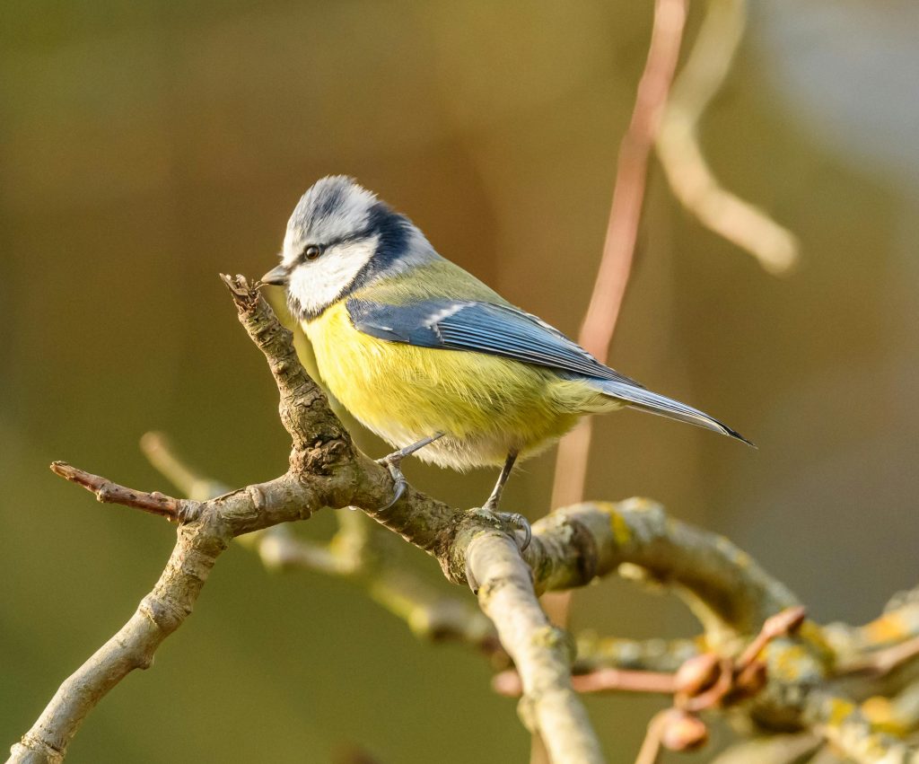 Blue Tit (Cyanistes Caeruleus)