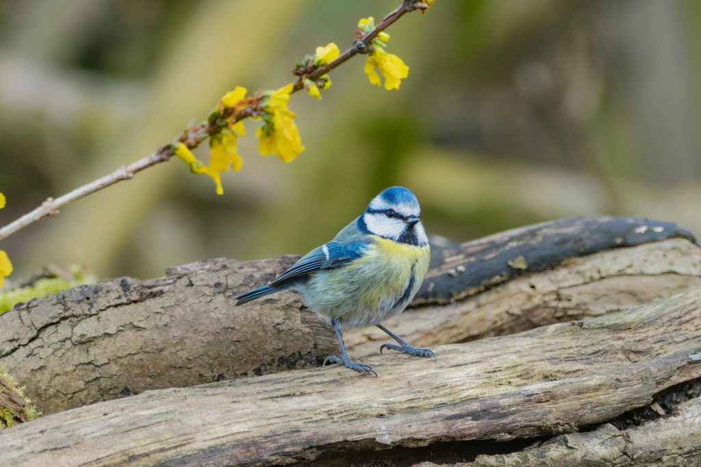 Blue Tit (Cyanistes Caeruleus)