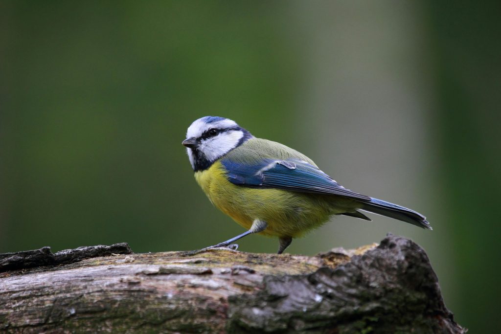 Blue Tit (Cyanistes Caeruleus)