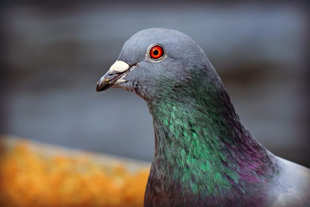 Pigeon