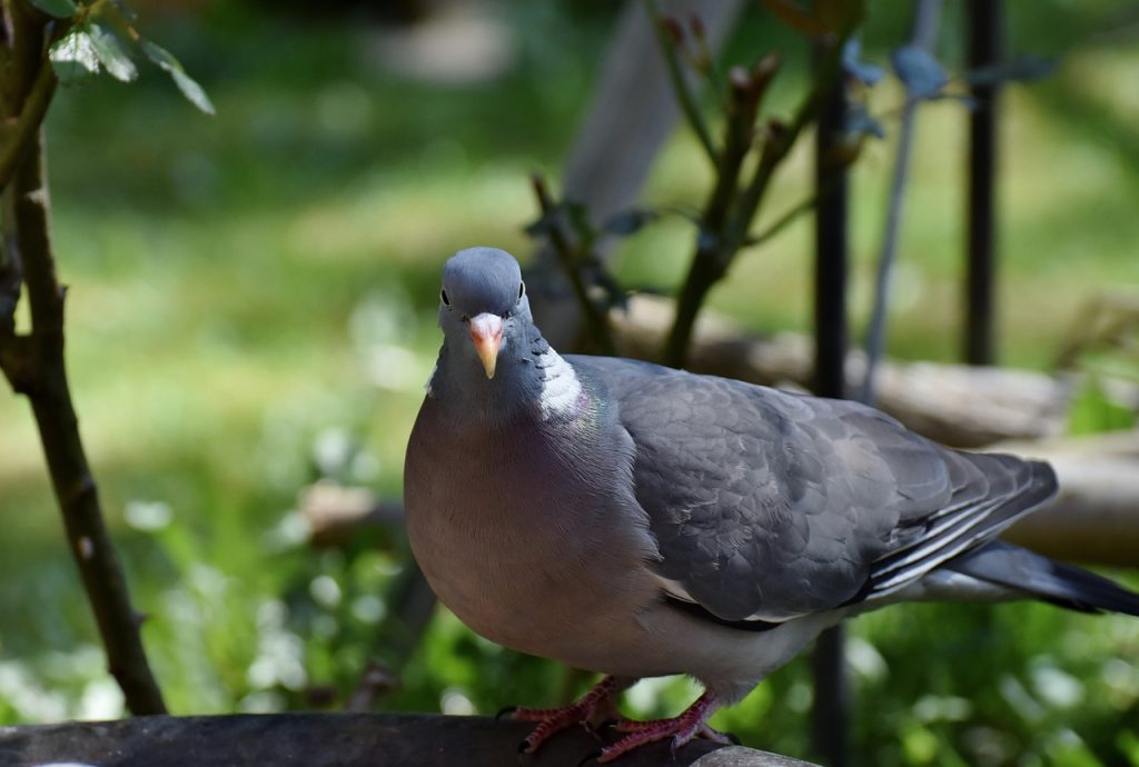 Pigeon