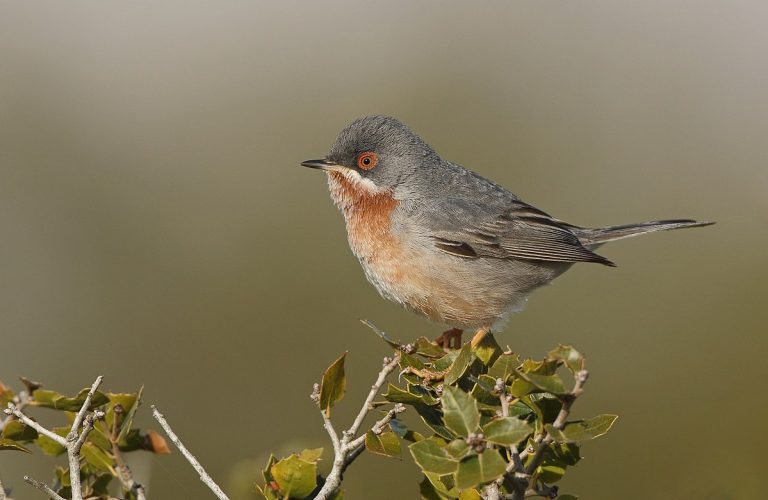 Eastern Subalpine Warbler Birds