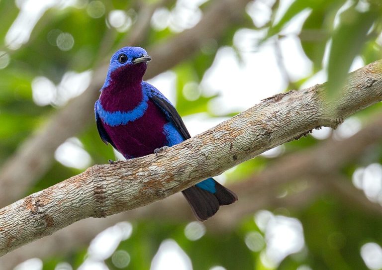 Banded Cotinga Birds