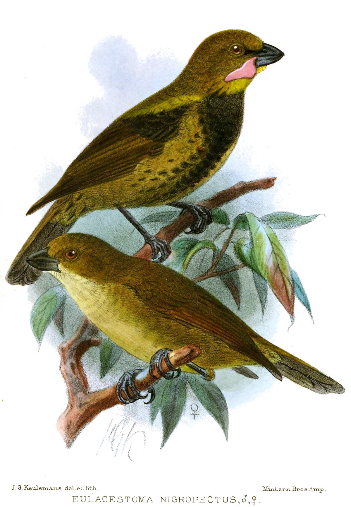 Wattled Ploughbill Birds