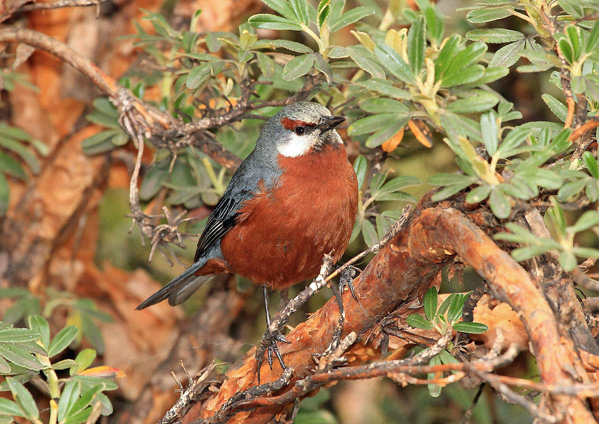 Giant Conebill Birds