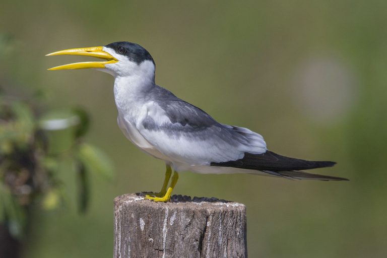 Large-Billed Tern Birds