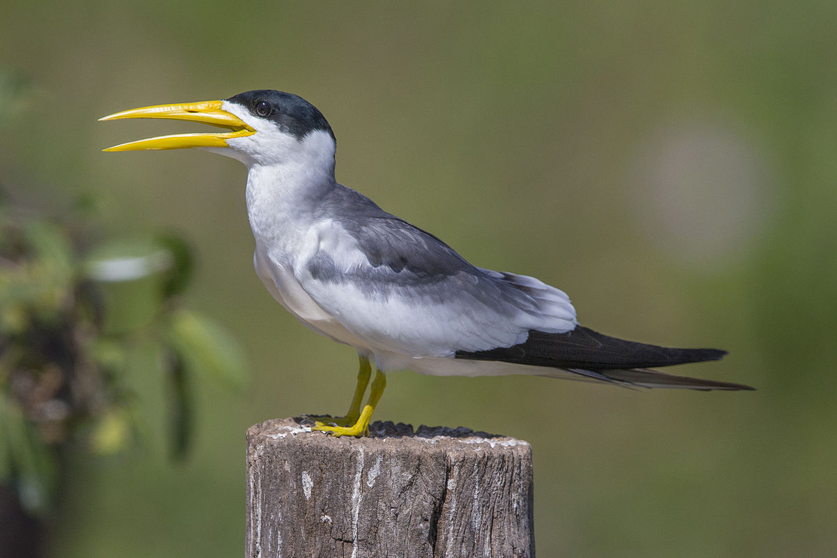 Large-Billed Tern Birds